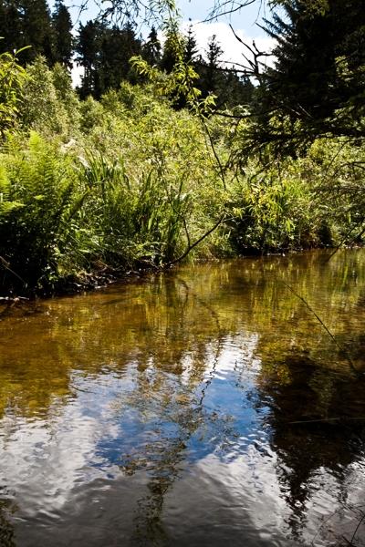 wald und wasser 2 - (c) l lammers.jpg